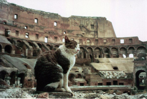 cat fall of Rome