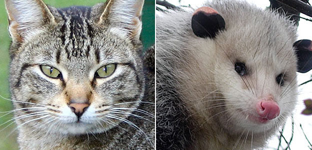 cat or possum