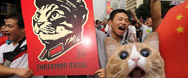 crazy toxoplasmosis cat